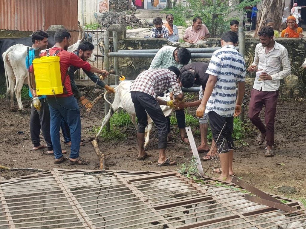 लम्पी स्किन बिमारी को लेकर कोजरा मे करीब 80 गायो को लगाये टिके ।