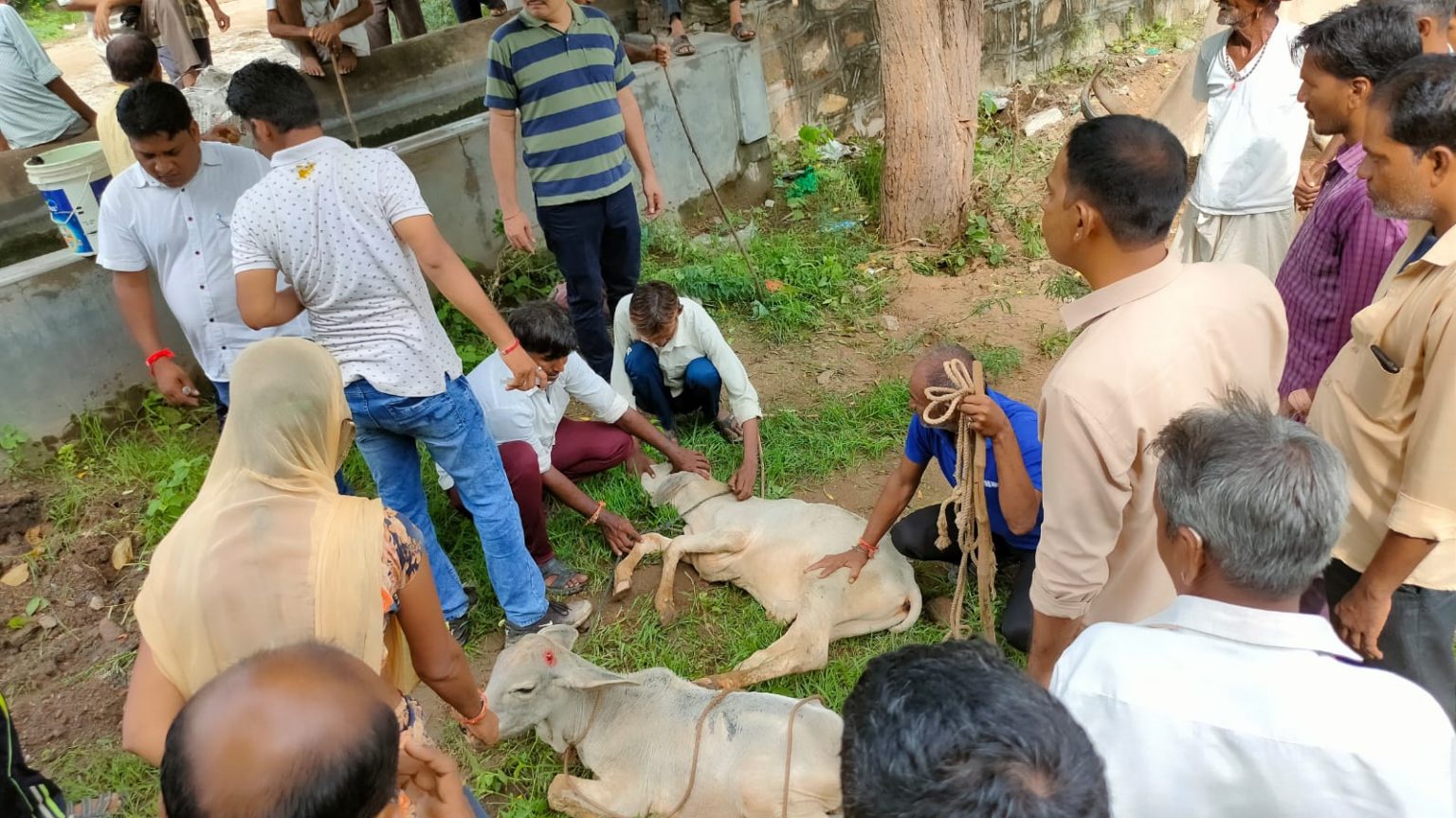 लंपी स्किन डिजीज के प्रकोप को देखते हुए एक दिवसीय पशु चिकित्सा शिविर का आयोजन ।