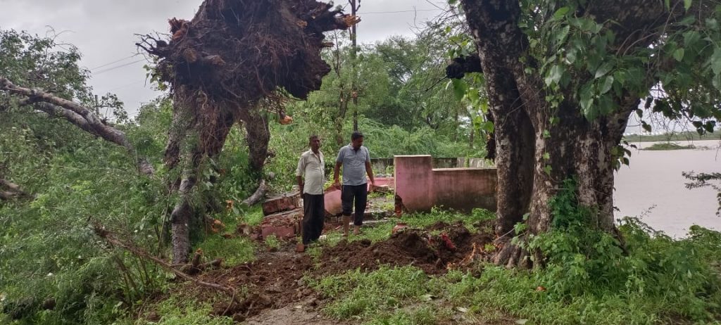 झाड़ोली में बरसात से हजारों वर्ष पुराना पीपल का पेड़ गिरा ।