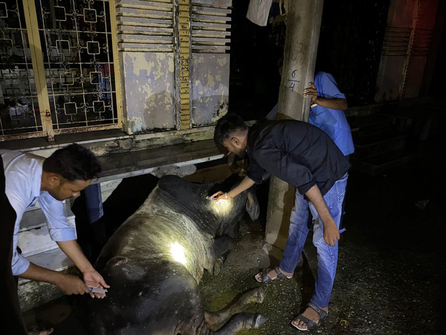 विधुत खम्बे की चपेट में आने से एक सांड हुआ घायल ।