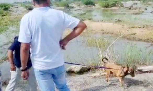 BREAKING NEWS /सिरोही – प्रताप सिंह राणावत के तलाश के लिए जोधपुर से डॉग स्क्वायड जेमा पहुंची मौके पर,