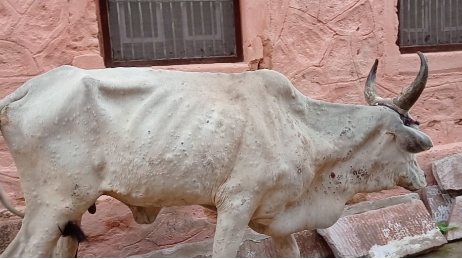 पोसालिया में भी दिखे गोवंश में लम्पी स्किन के लक्षण।