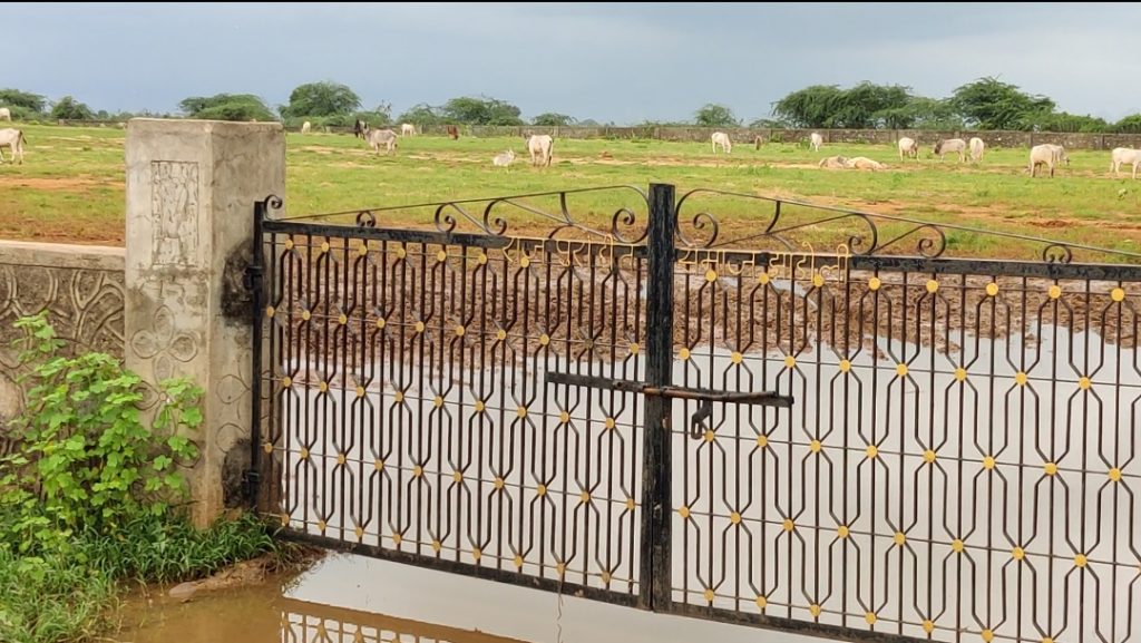 झाड़ोली में संस्कृत स्कूल मैदान का अज्ञात ने गायों के बाड़े को तोडा, गौ वंश सड़को पर घूमने लगा ।