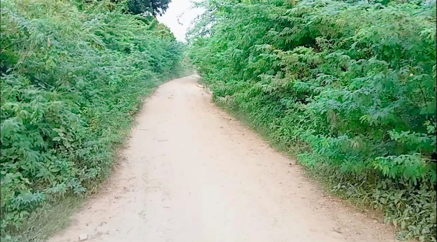कंटीली झाड़ियां और झुके बबूल बने परेशानी का सबब।