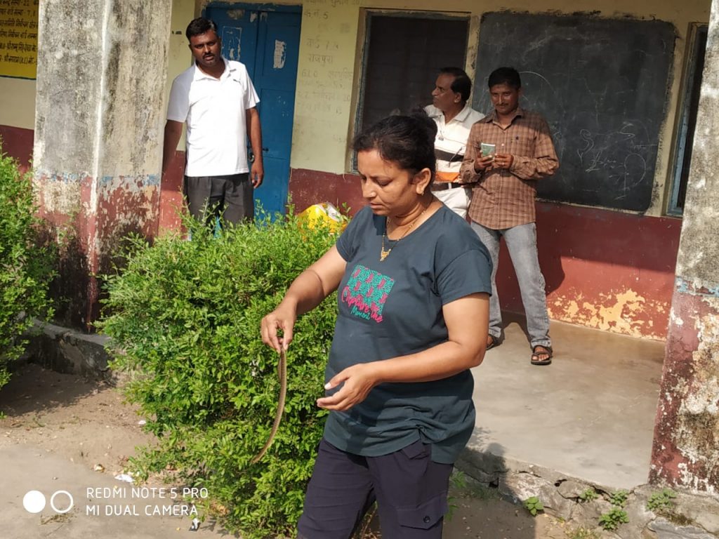 सिवेरा राजकीय स्कूल मे आया साँप , वन विभाग कर्मचारी अंजू चौहान ने पकड़कर जंगल में छोड़ा।
