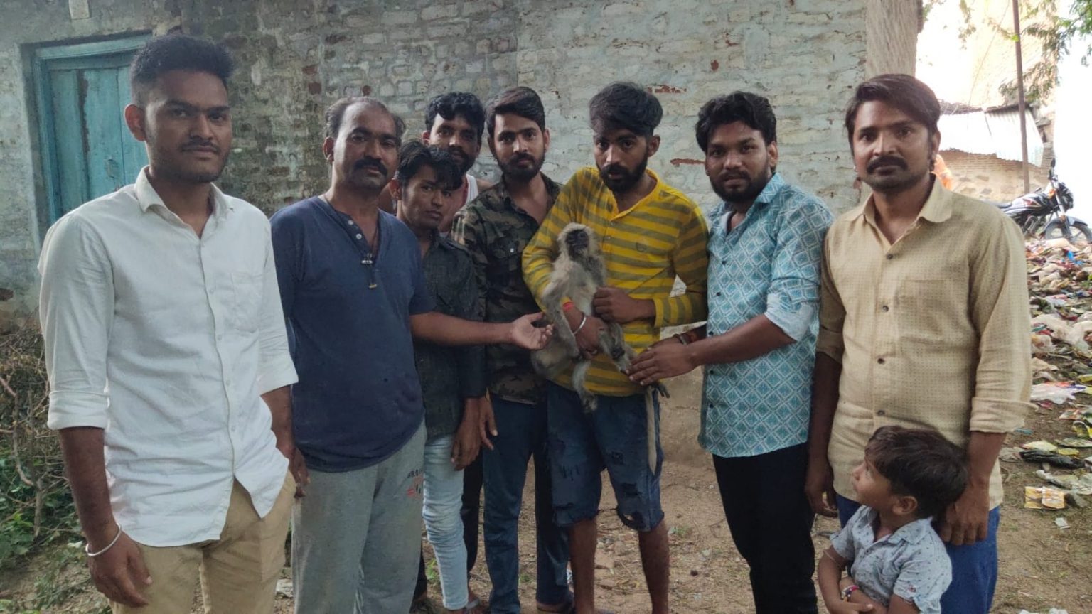 घायल बंदर का करवाया उपचार ।