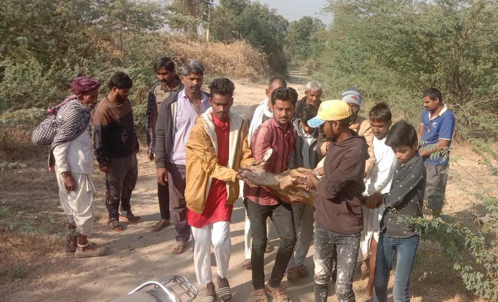 घायल अवस्था में मिली नीलगाय पहुंचाया पशु आश्रय स्थल ।