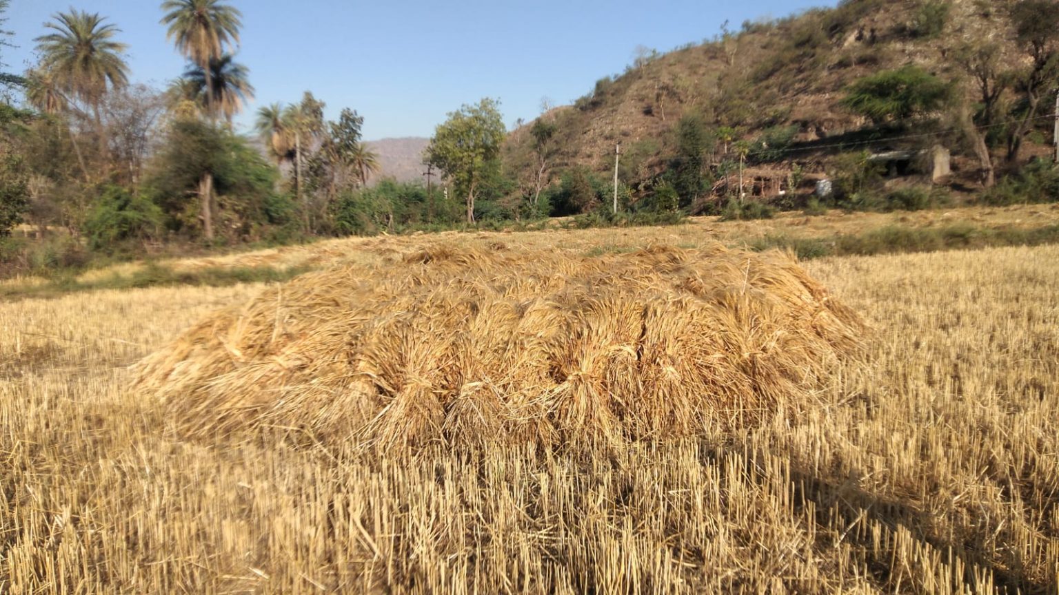 तेज हवा के बाद गिरी बड़े बूंदों की बारिश ने गेहूं की पकी फसल को मिलाया मिट्टी में।