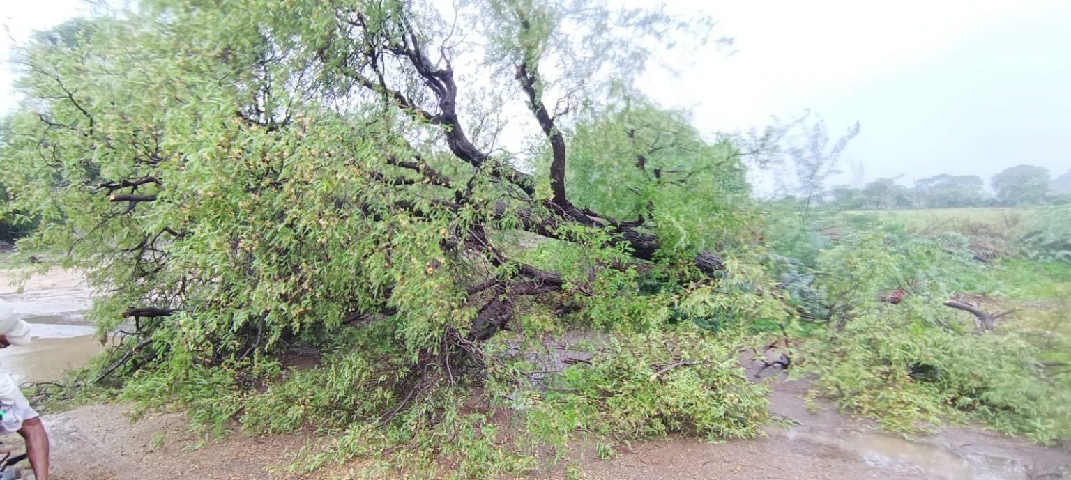 Pindwara : बीफरजोय तुफान ने बरफाया कहर,नादिया कोजरा मार्ग पर गिरा पेड़,रास्ते को करवाया सुचारू ।