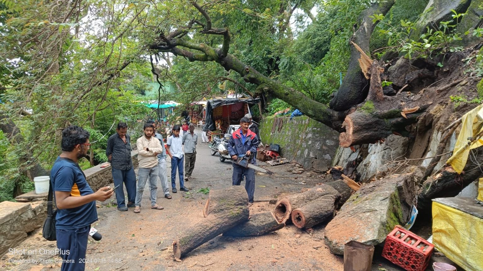 अधर देवी मन्दिर के नजदीक गिरा बड़ा पेड़, माउंट आबू के दूध बावड़ी की घटना